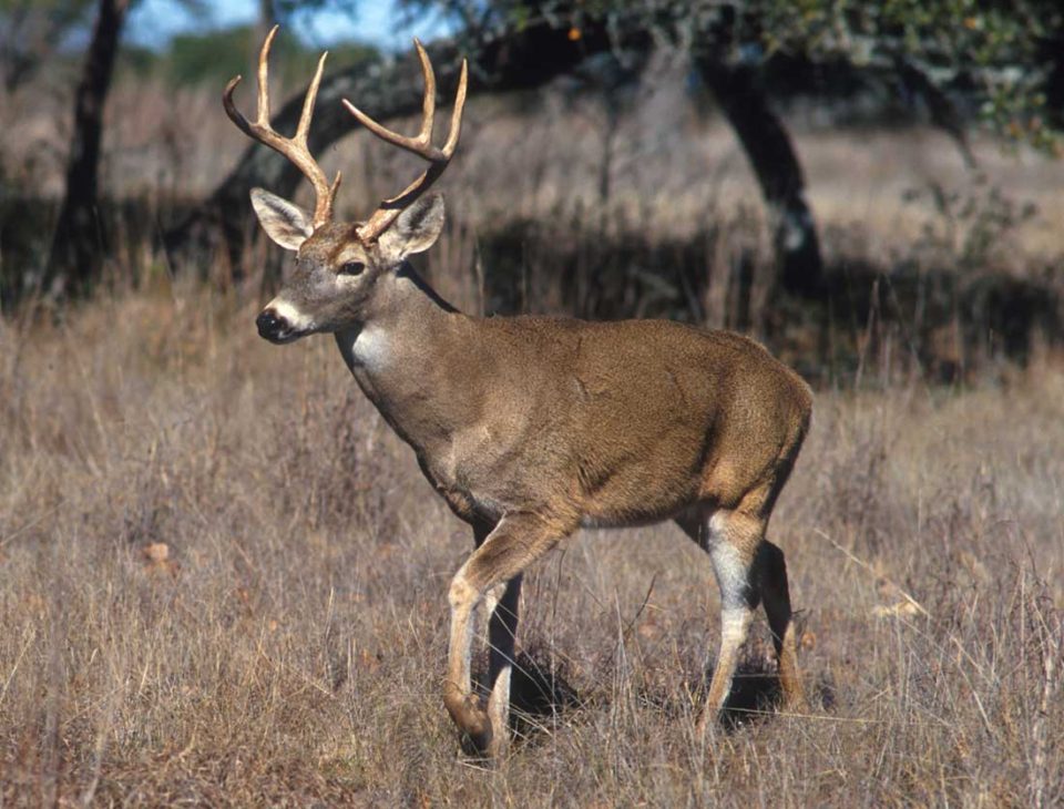 white tail deer