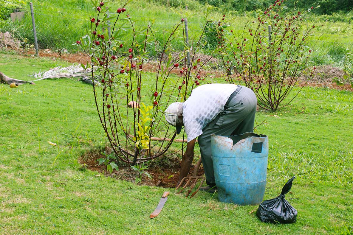 93 year old Charles Randle Tending to his garden