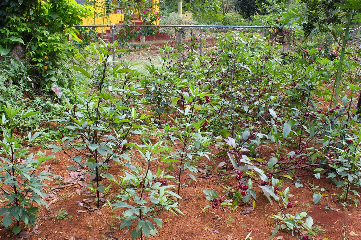 Charlie's Sorrel field